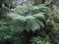 Albums/20060200-New Zealand 2006/20060210-Te Anau to Milford/19